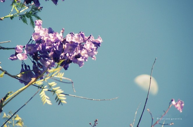Incontornáveis luas de junho I