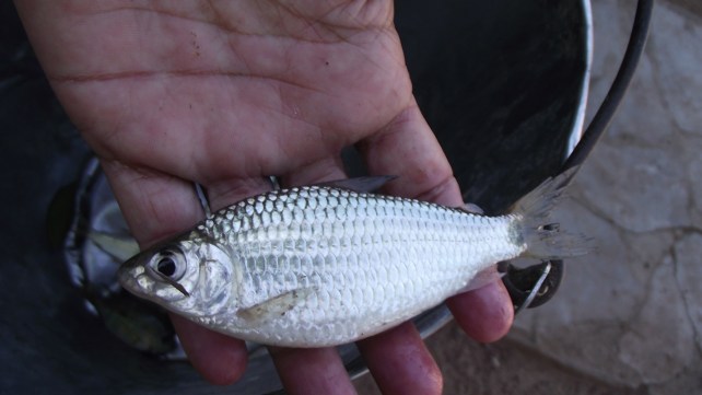 DSCF2865