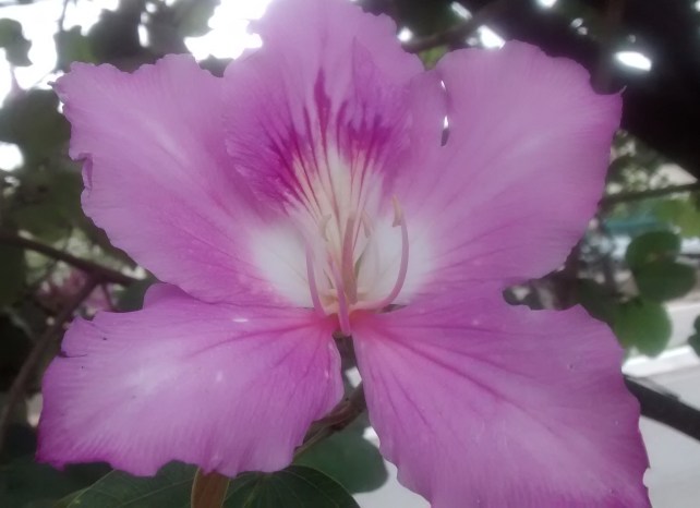 Ave, flor