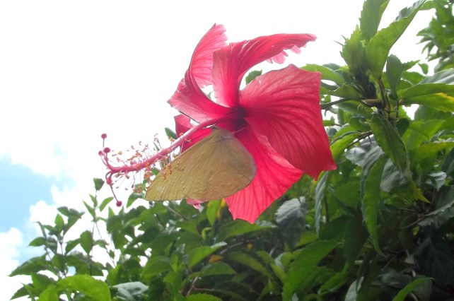 DSCF2463