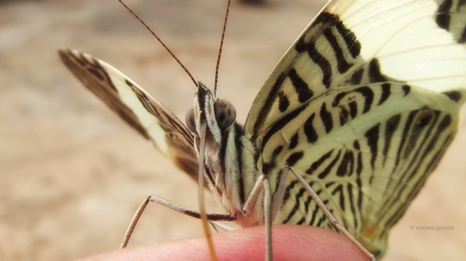 sob o signo da borboleta