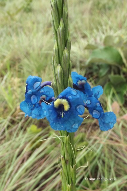 DSCF6145