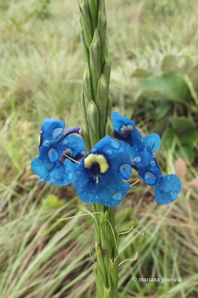 DSCF6145