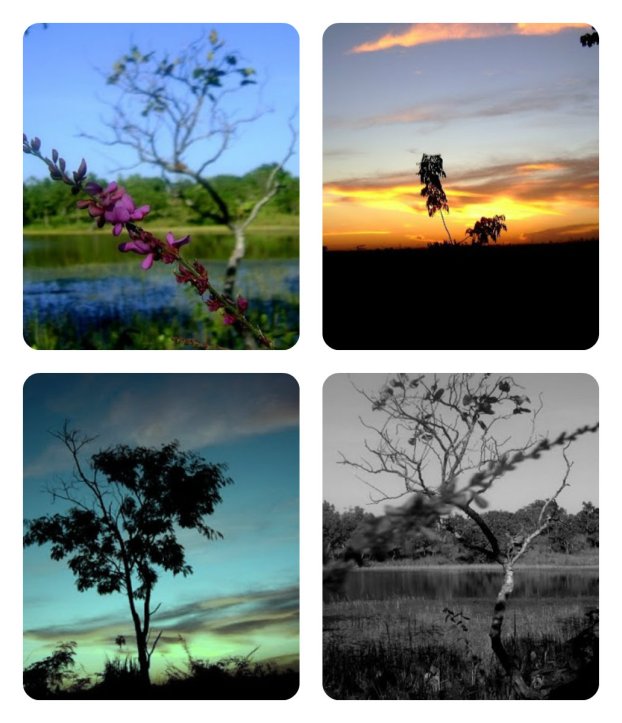 collage