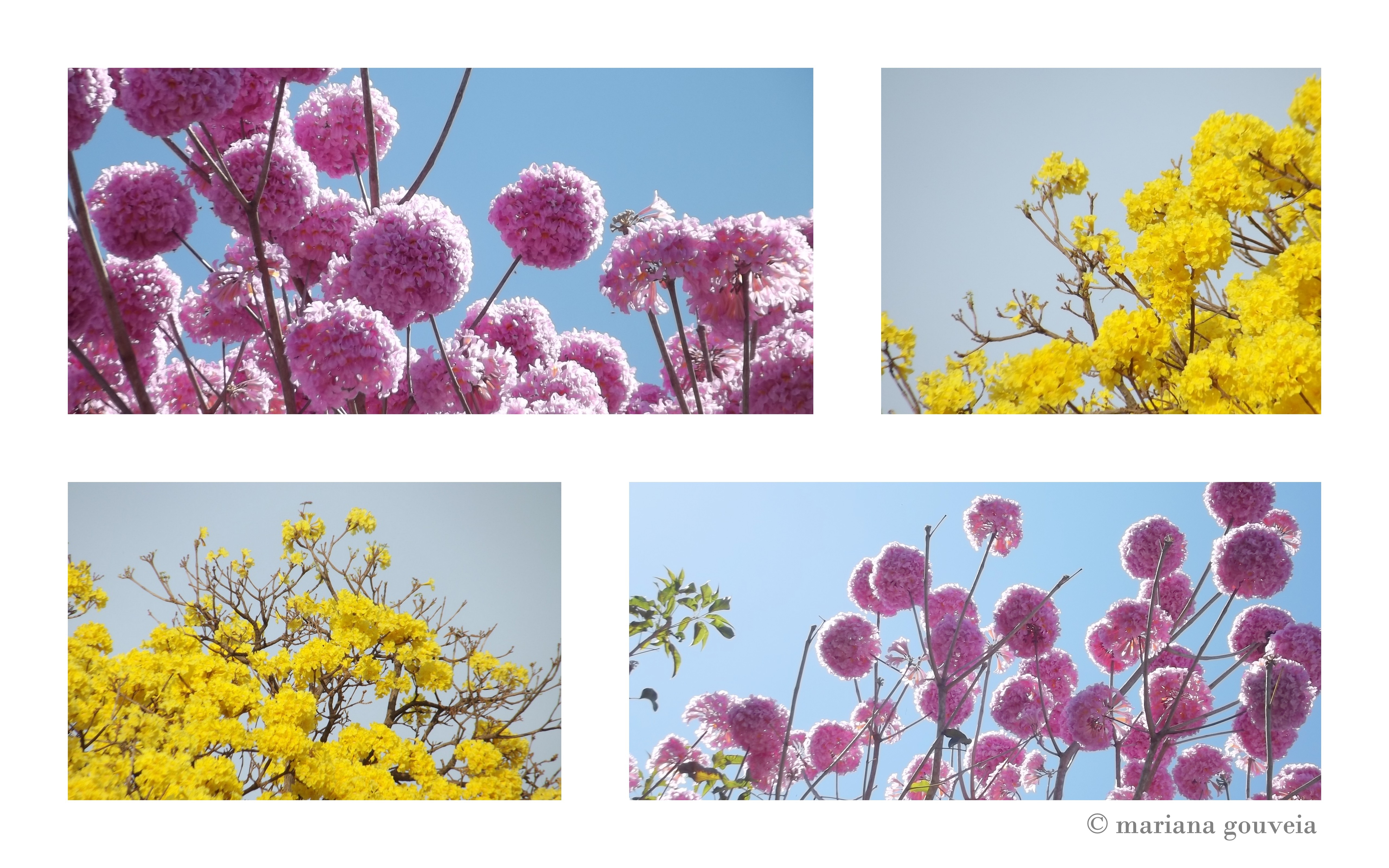 flores