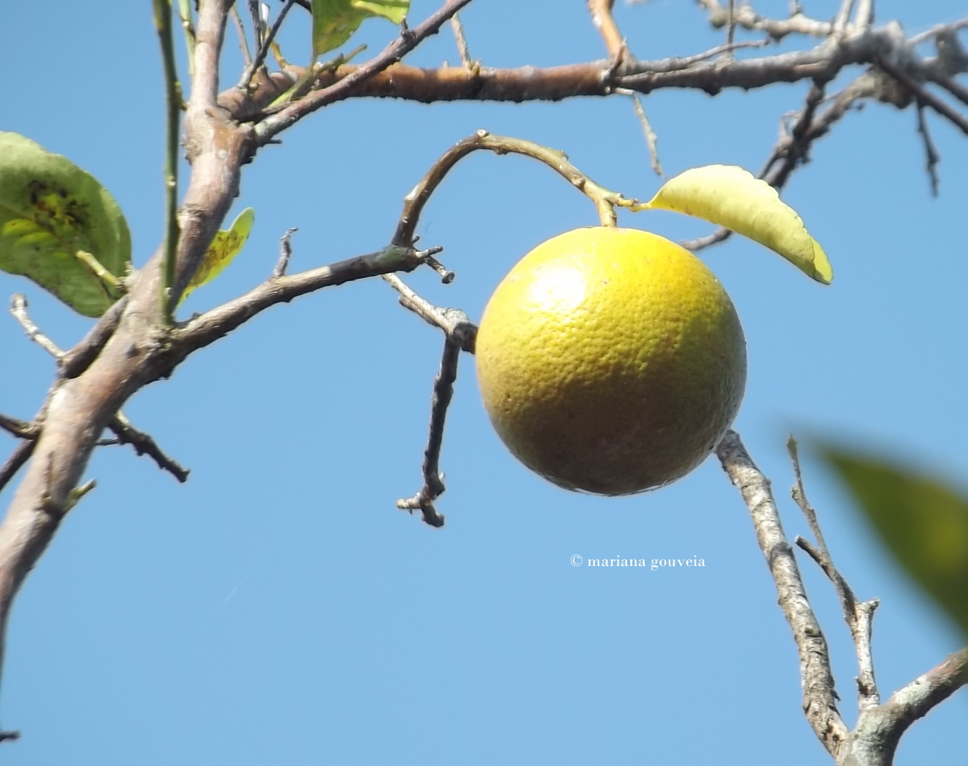 DSCF9372-001