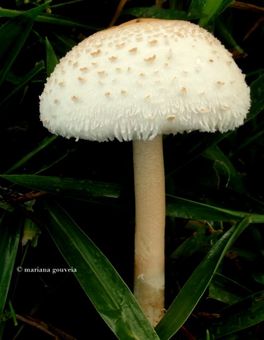 DSCF8899.JPG