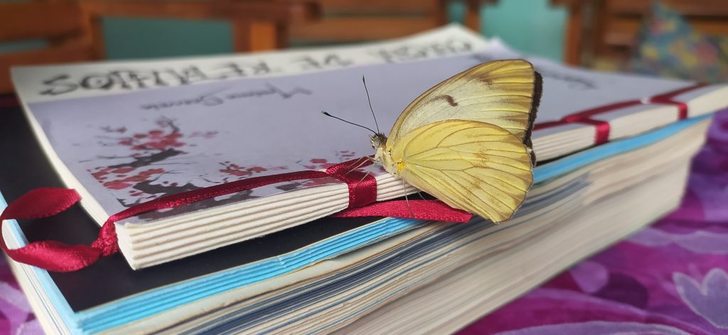 Fotografia artística em plano fechado mostrando uma borboleta amarela com asas detalhadas pousada sobre a fita de cetim vermelha e a costura artesanal exposta do livro "O que de reflexos" de Mariana Gouveia..